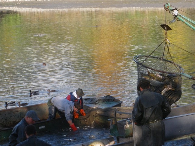 The fish harvest at Hradeck Pond in Tovaov