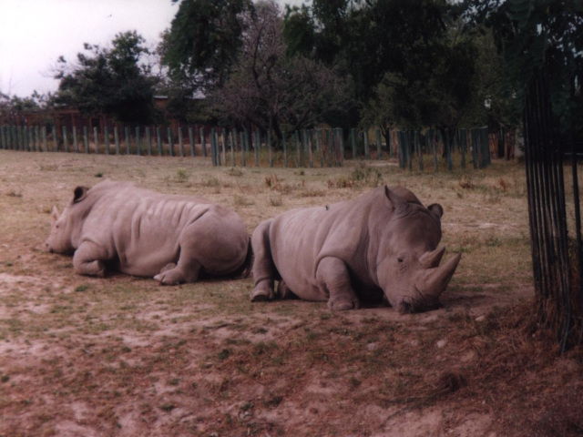 Rhinoceroses at the zoo