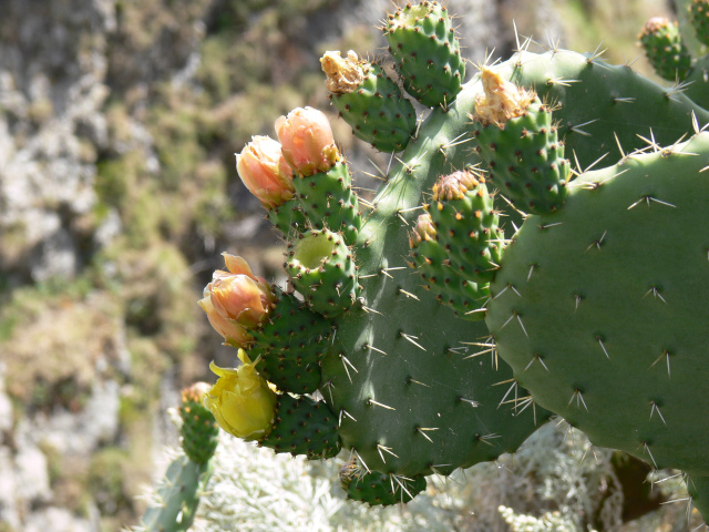 Rozkvetl kaktus
