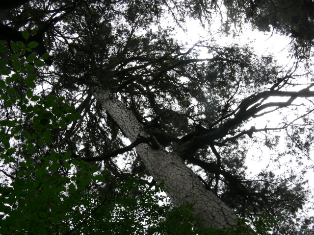 Vysok strom