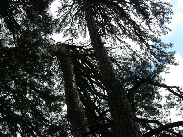 Vysok stromy