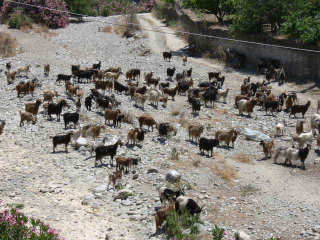 Kozy na farm nad Bova Marina