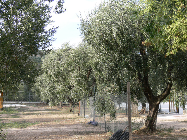 Olivovnky