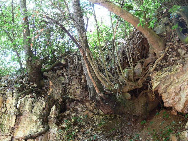 Stromy na hran skaln stny