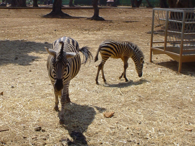 Zebra stepn