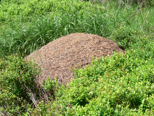 Mravenit pod Jelen studnkou