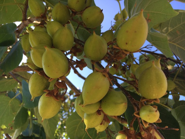 Plody na strom
