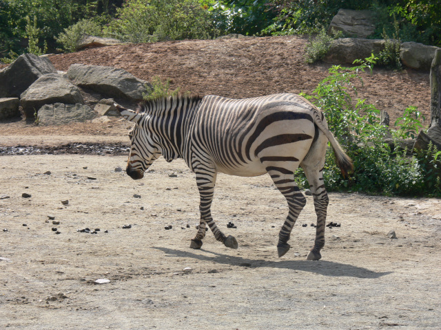 Zebra Grvyho