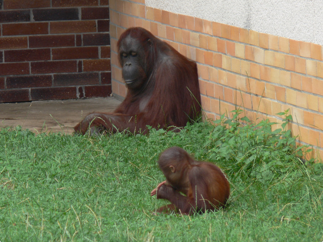 Orangutan bornejsk