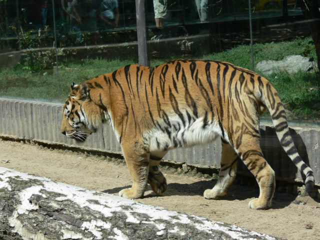 Tygr ussurijsk