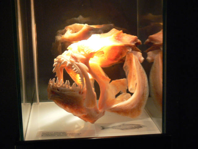 Lebka halibuta atlantskho