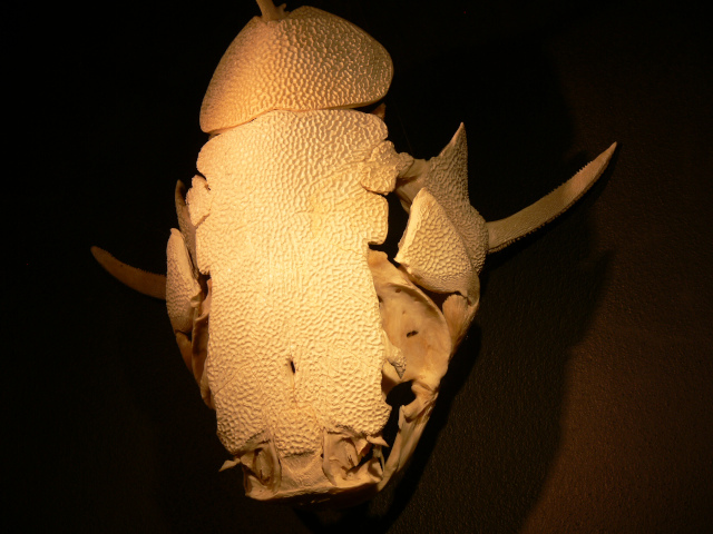 Lebka antnovce ervenoocasho