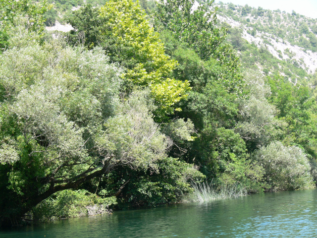 Stromy na behu eky Cetiny