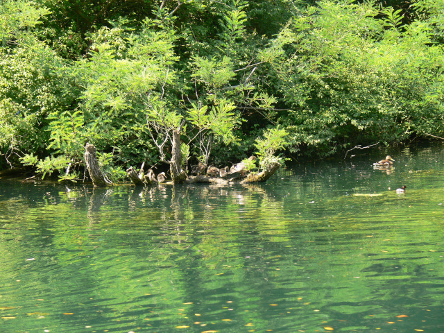 Vodn ptactvo v ece Cetin