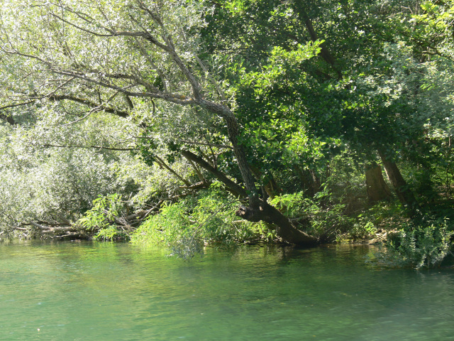 Stromy na behu eky Cetiny