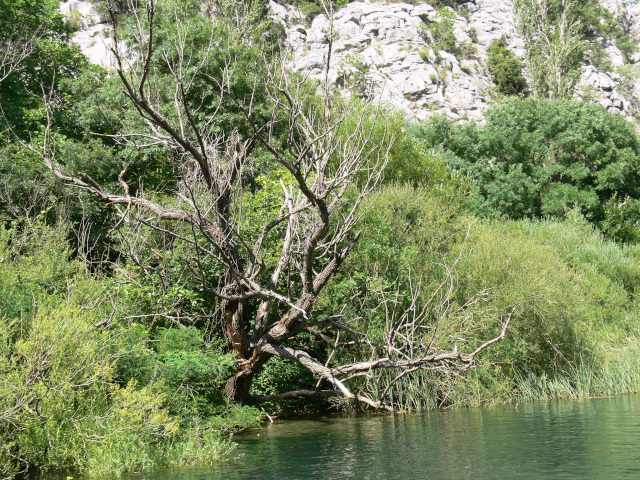 Strom na behu eky Cetiny