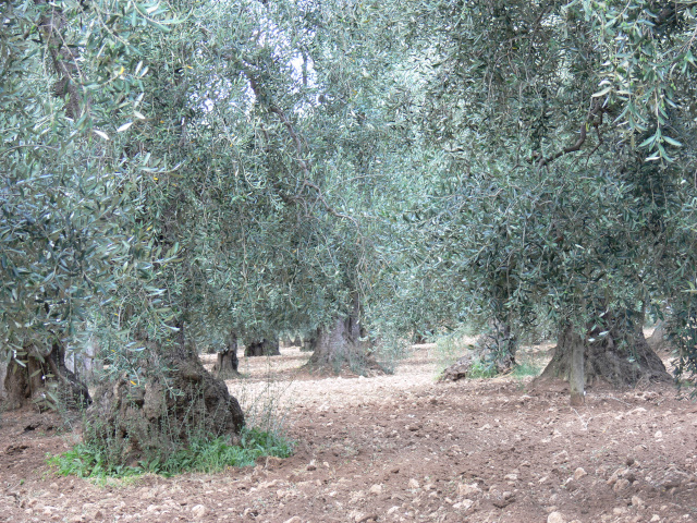 Olivovnky