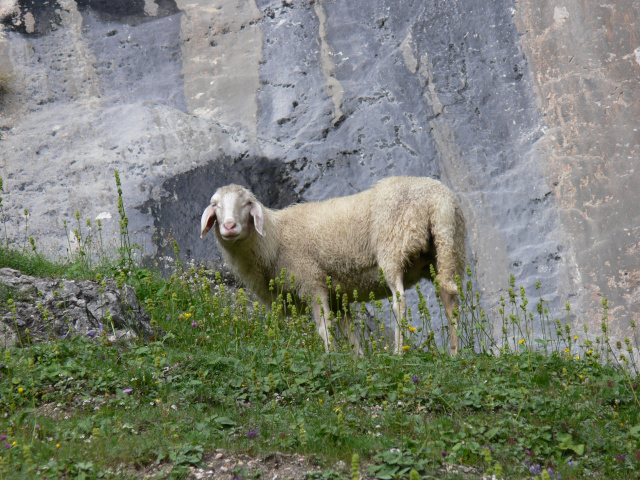 Ovce u skly