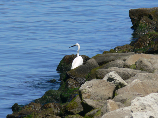 The little egret in Porto Levante