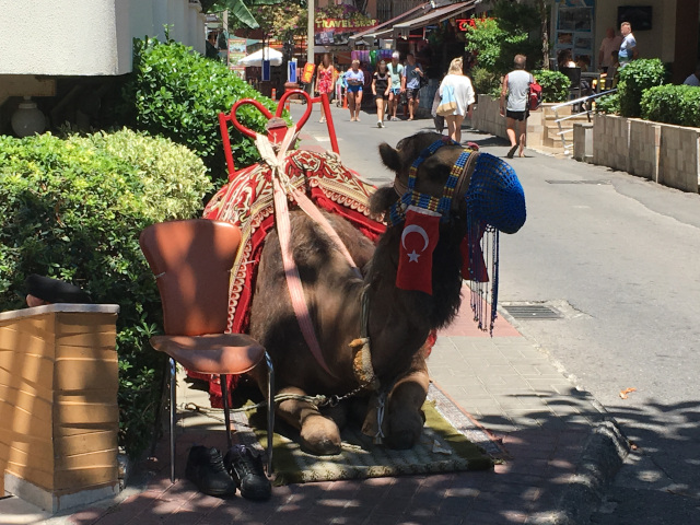 Camel on the streets of Alanya