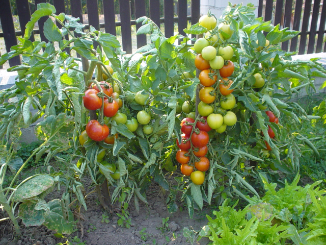Tomatoes in the garden