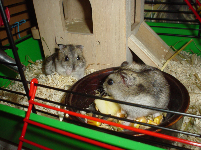 Hamsters in a cage