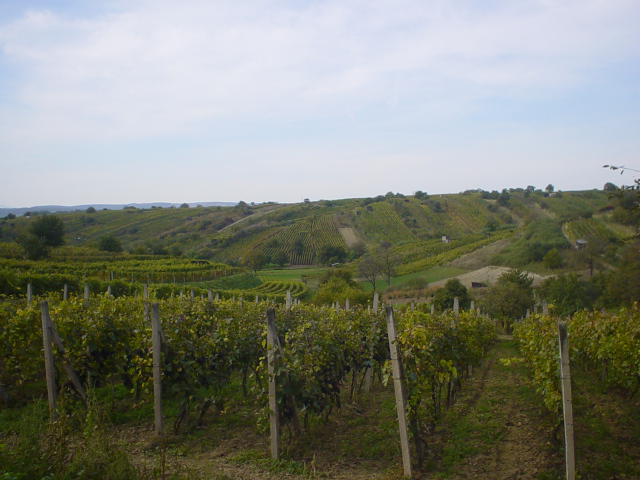 Mutnick vinohrady