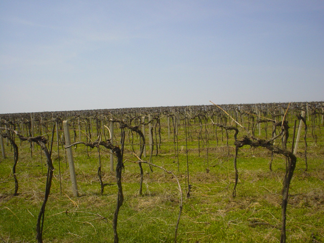 Kyjovsk vinohrady