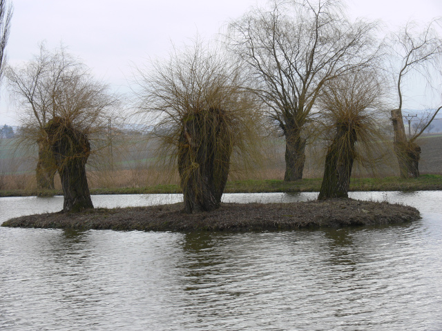Ponds in Buovice