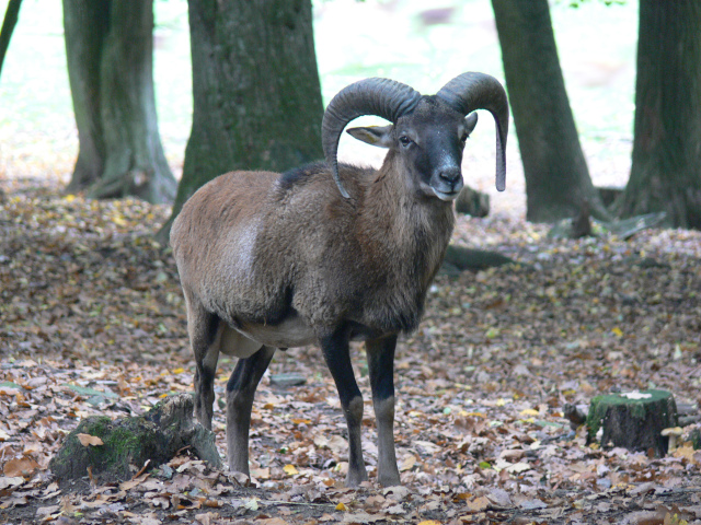 Mouflon in Geras Nature Park