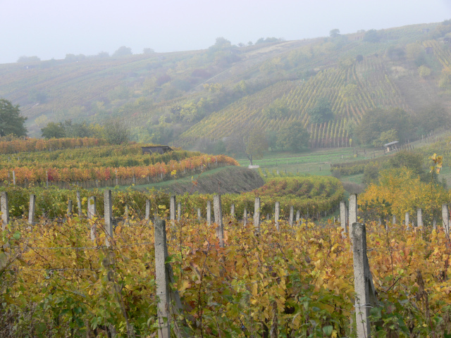 Slovcko vineyards