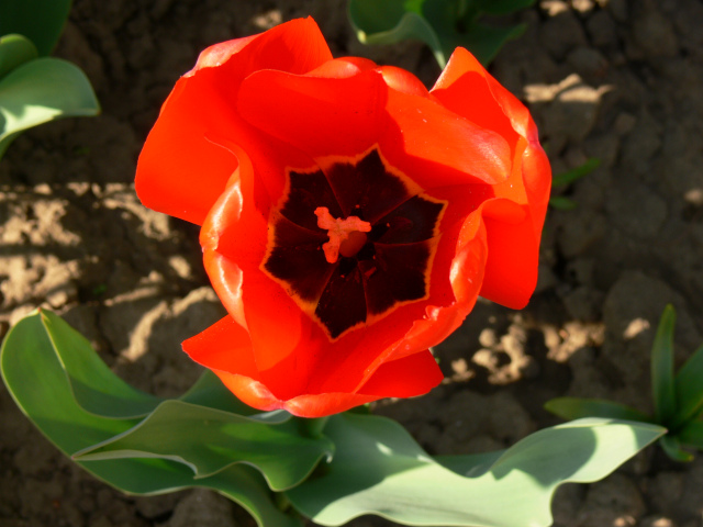 Tulipn na zahrad