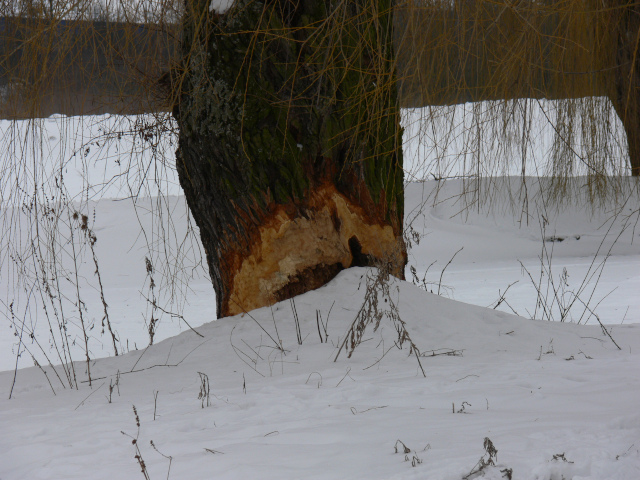 Beaver mischief in Buovice