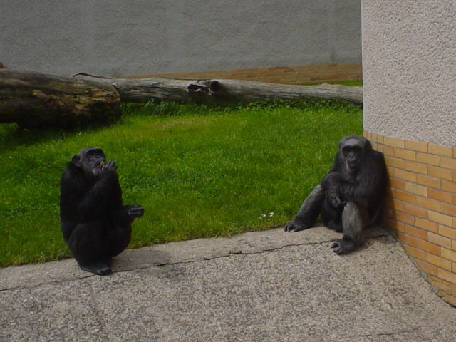 Chimpanzees in Dvr Krlov