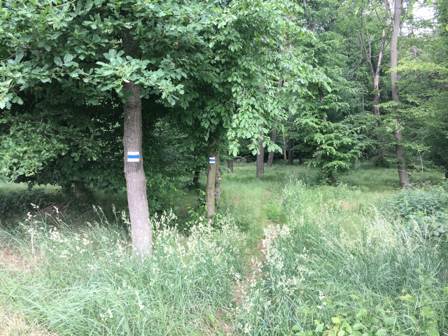 Forest near Kojtky