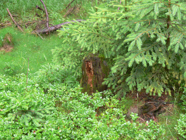 Les pod Zadnm alm