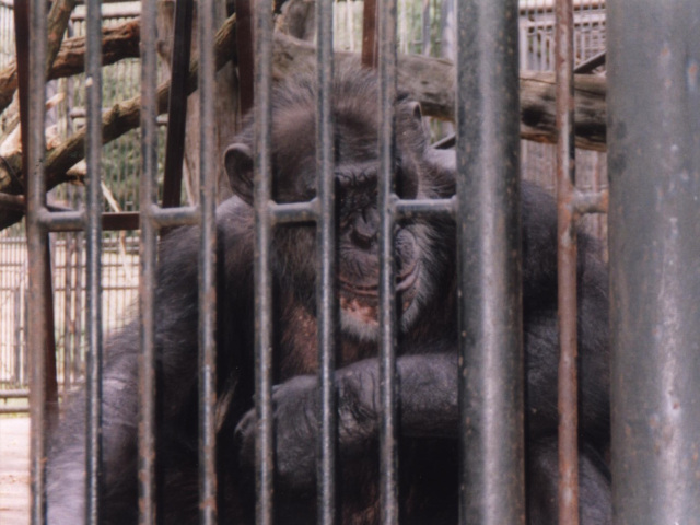 Šimpanz v ZOO