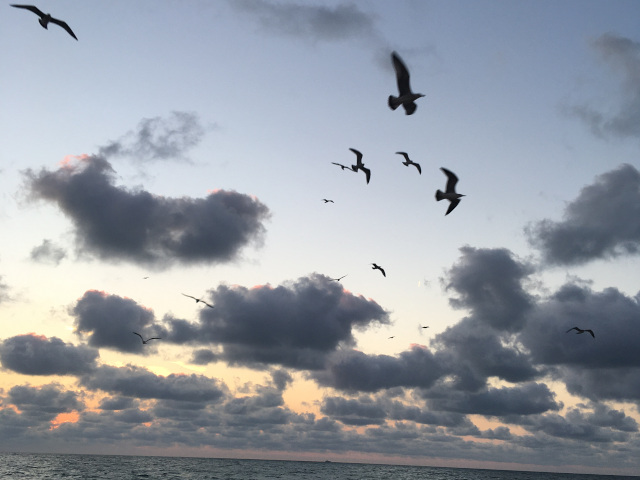 Ptáci během svítání