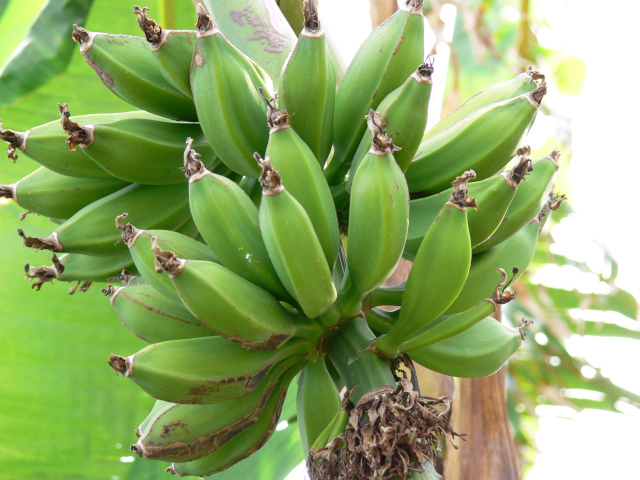 Banány v zahradě