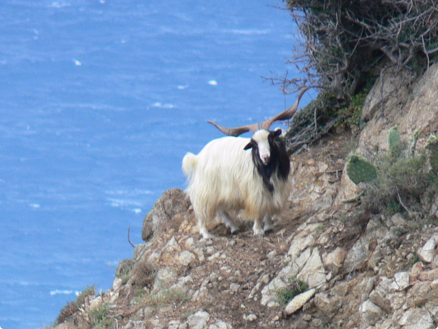 Koza na Capo Vaticano