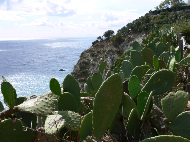 Kaktusy na Capo Vaticano