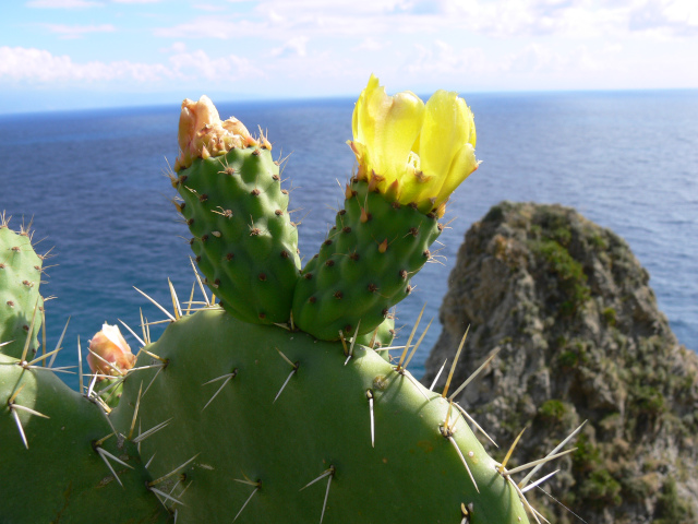 Rozkvetlý kaktus