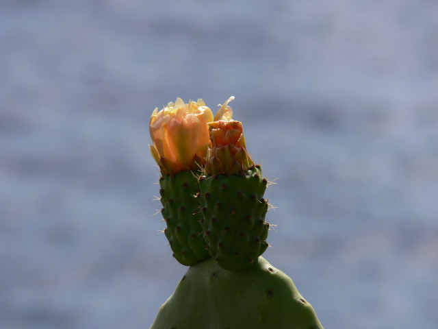Rozkvetlý kaktus