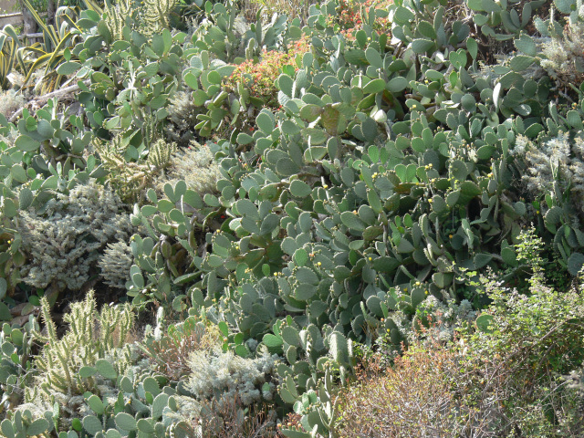 Kaktusy na Capo Vaticano