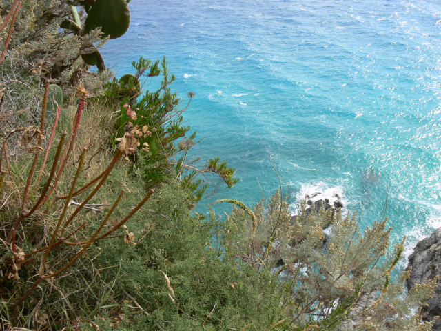 Vegetace na Capo Vaticano