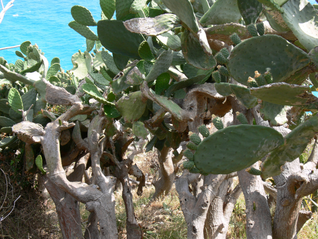 Kaktusy na Capo Vaticano