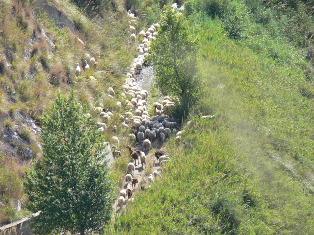 Stádo ovcí pod Torre Marrana