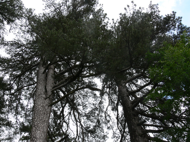 Vysoké stromy