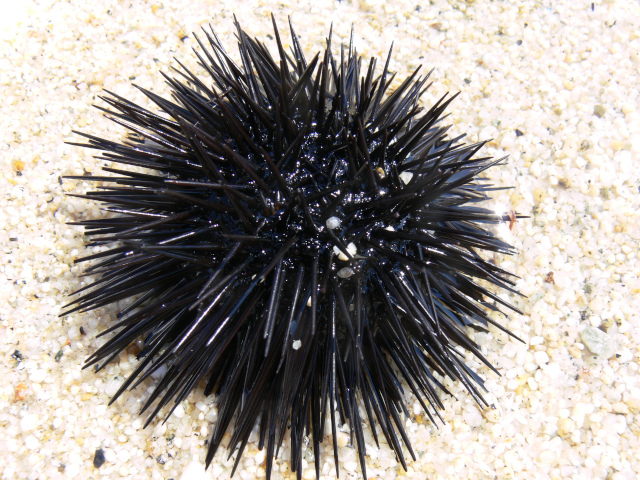 Mořský ježek
