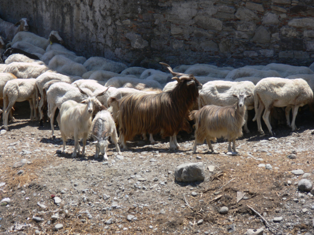 Kozy na farm nad Bova Marina